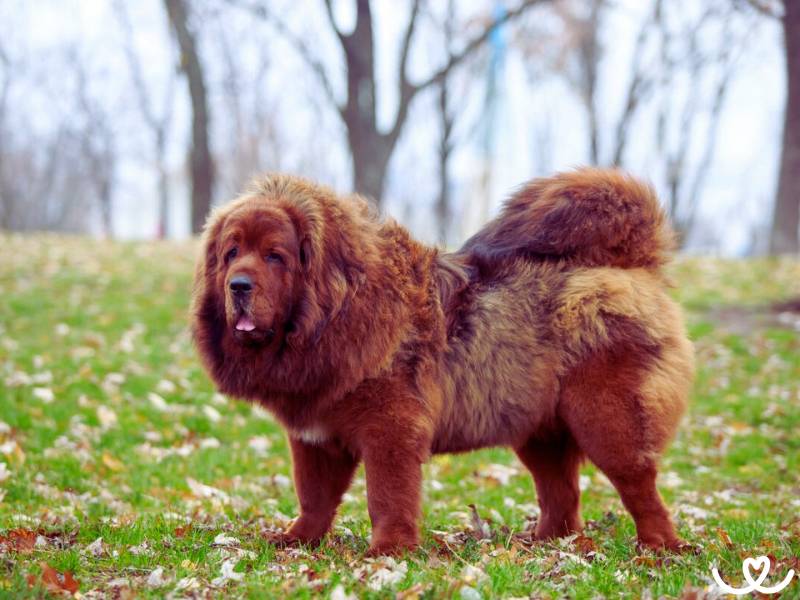 Plemeno-tibetska-doga-mastiff (13)